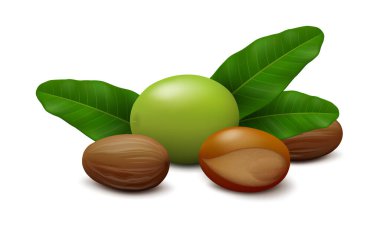 Yeşil Shea (Vitellaria paradoxa) meyvesi, üç yaprak, iki kabuklu tohum ve beyaz arka planda kabuksuz fındık. Yan görüş. Gerçekçi vektör illüstrasyonu.