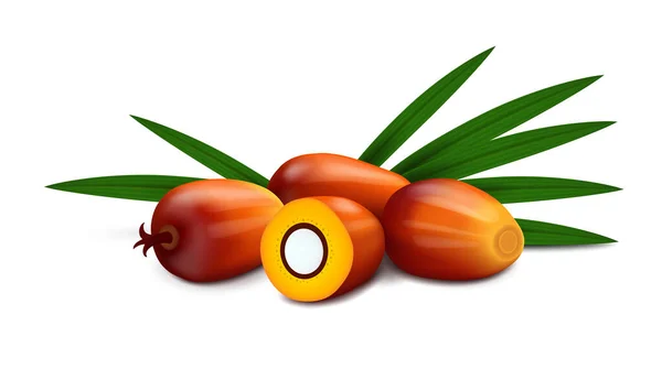 Група Чотирьох Олійних Пальмових Плодів Цілих Розрізаних Навпіл Листям Ізольовані — стоковий вектор