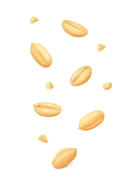 Falling Shelled Peanut Kernels Crumbs Isolated White Background Realistic Vector — ストックベクタ