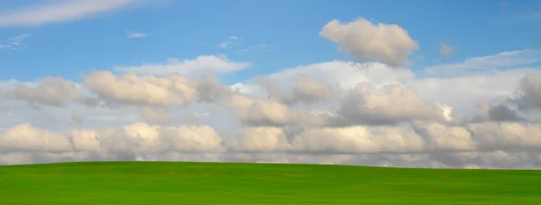 Grönt fält — Stockfoto