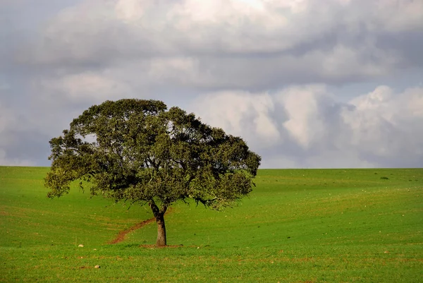 Green field — Stock Photo, Image