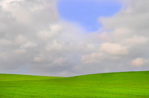 Grönt fält — Stockfoto