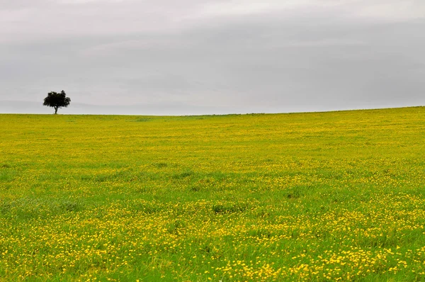 Campo verde — Fotografia de Stock