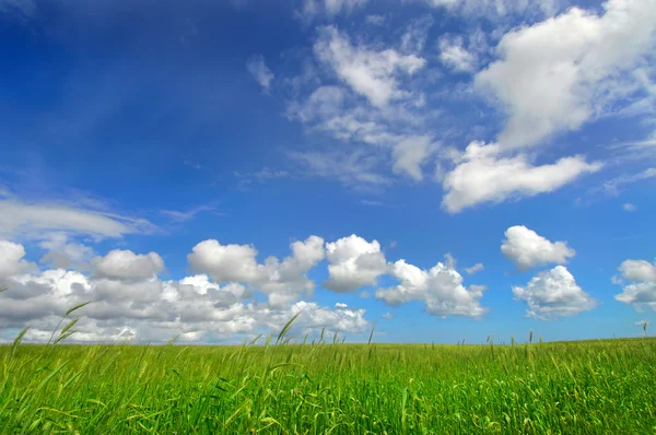 Green fields — Stock Photo, Image