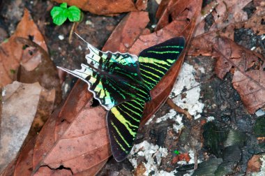 urania leilus kelebek