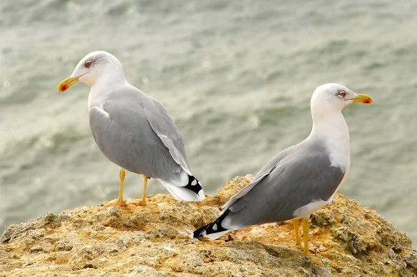 Seagulls in Algarve — Stock Photo, Image