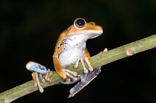 Hyla calcarata kikker — Stockfoto