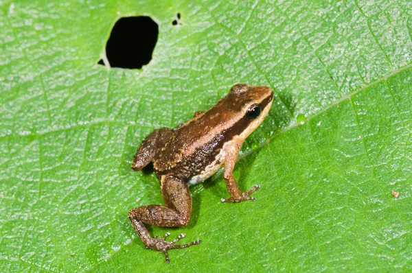 Allobates insperatus frog — Stock Photo, Image