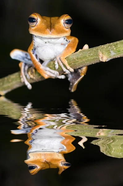 Hyla calcarata kikker — Stockfoto