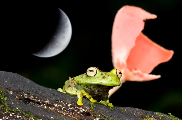 Yeşil granosa kurbağa — Stok fotoğraf