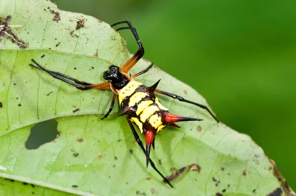 クモ、micrathena sp — ストック写真