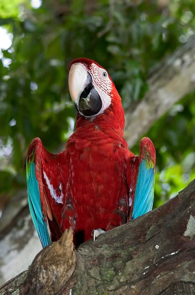 Red and green macaw — Stock Photo, Image