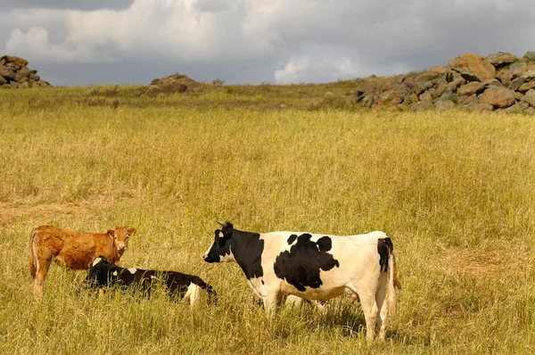 1. een rundveebeslag — Stockfoto