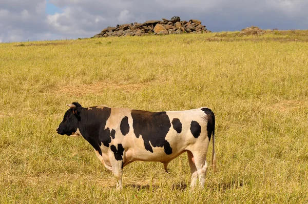 Fläckig bull — Stockfoto