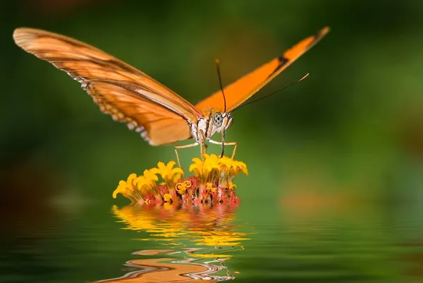 Dryas julia-sommerfugl – stockfoto