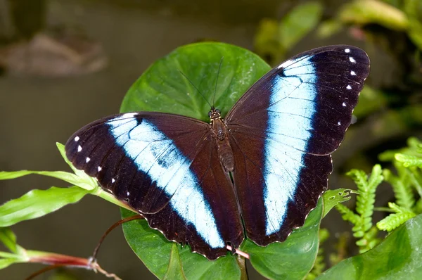 Morpho achilles butterfly — Stock Photo, Image