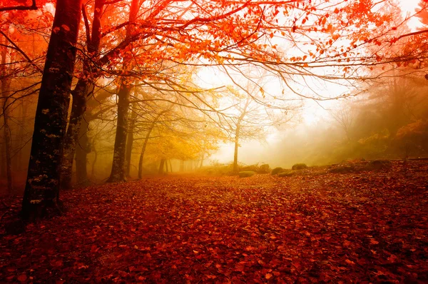 Autumn — Stock Photo, Image