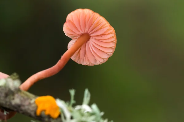 真菌 — 图库照片