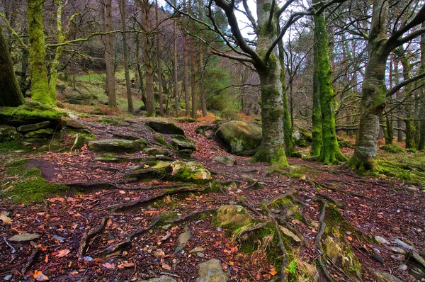 Bomen in groen bos — Stockfoto