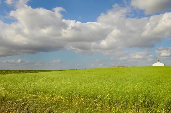 Gröna fält — Stockfoto