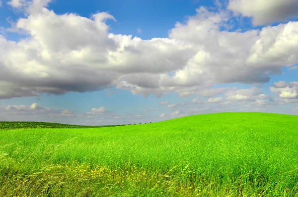 Green fields — Stock Photo, Image