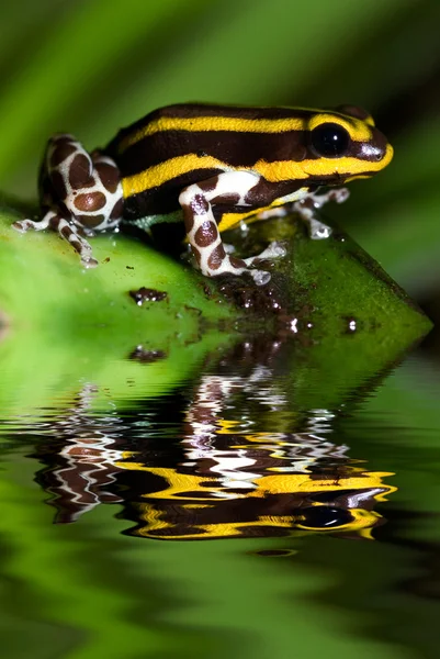 Fléchette empoisonnée grenouille — Photo