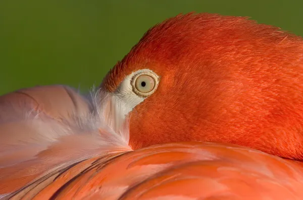 Flamingo — Stock Photo, Image