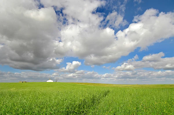 Green fields — Stock Photo, Image