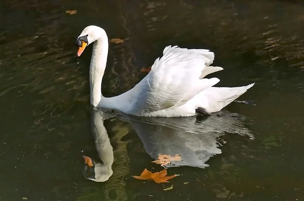 Weißer Schwan mit Release auf dem Wasser — Stockfoto