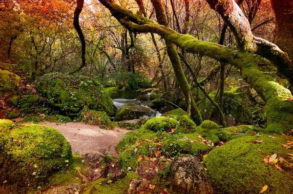 Herfst — Stockfoto