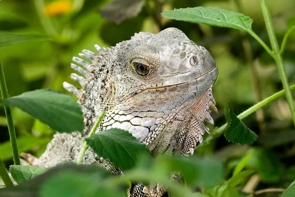 Iguana yakın çekim — Stok fotoğraf