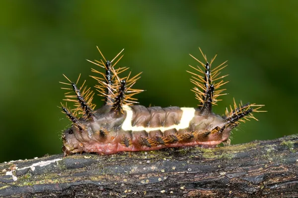 Acharia nesea caterpillar — Stock Fotó