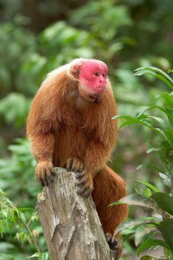 Red Uakari monkey clipart
