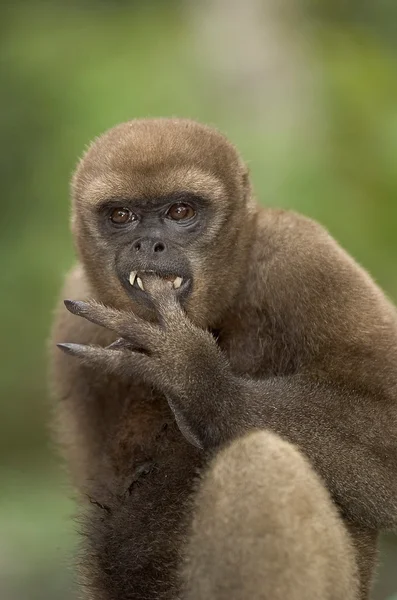 Mono lanudo — Foto de Stock