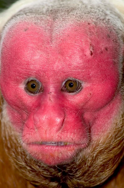 Mono rojo de Uakari — Foto de Stock