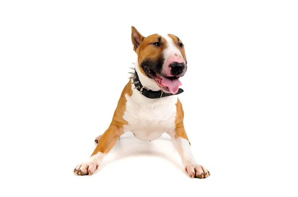 Bull Terrier — Stock Photo, Image