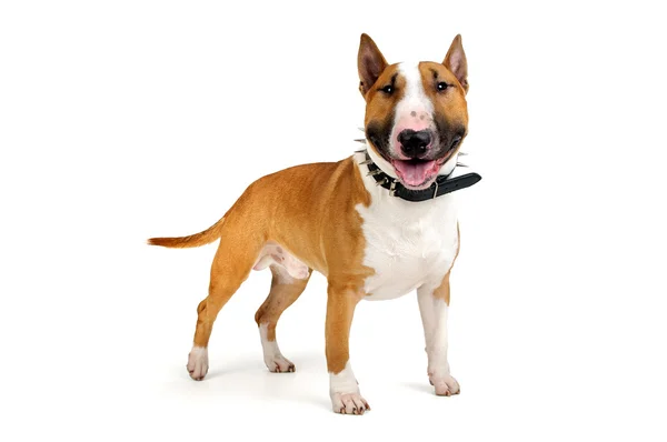 Bull Terrier — Stock Photo, Image