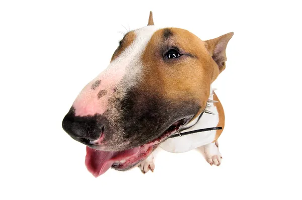 Bull Terrier — Stock Photo, Image