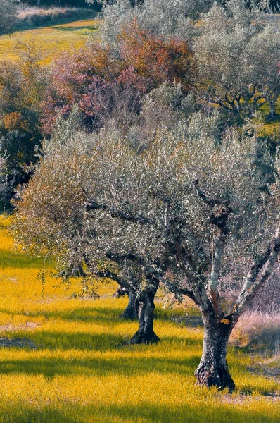 Olive Trees — Stock Photo, Image