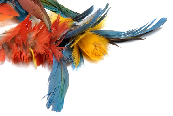 Kızılderili tüyleri