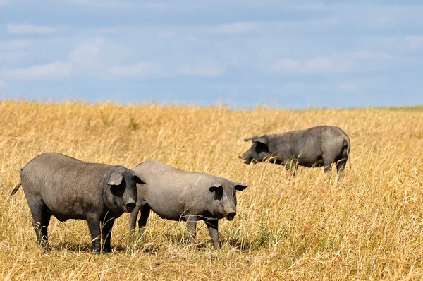 Varkens — Stockfoto