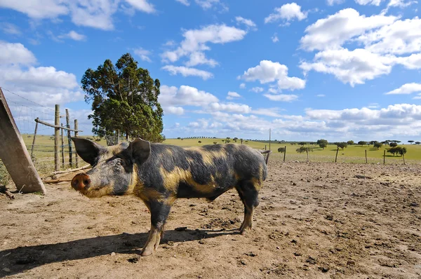 Farm pig — Stock Photo, Image