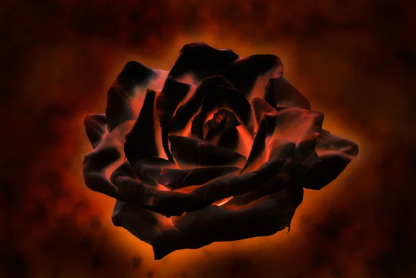 Brennende Rose — Stockfoto