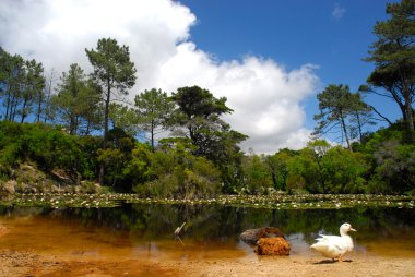 lake beyaz ördek