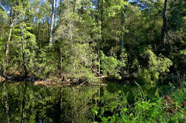 Refleksje nad jeziorem — Zdjęcie stockowe