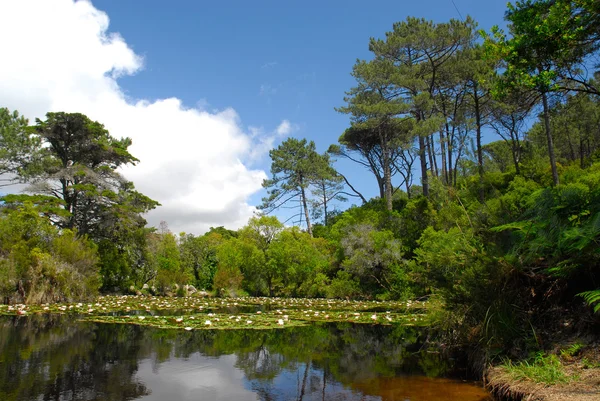 Lindo lago — Fotografia de Stock