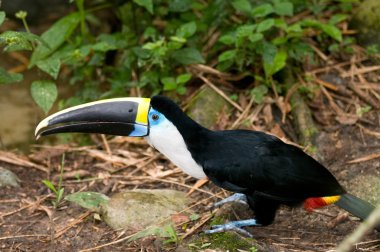 Ramphastos toucan