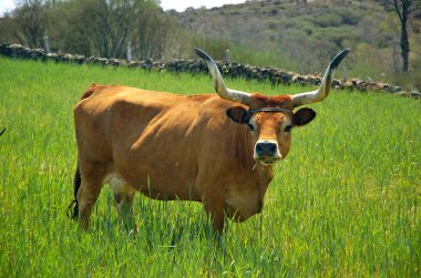 İnek