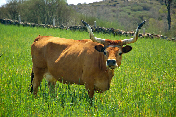 Vaca. — Foto de Stock