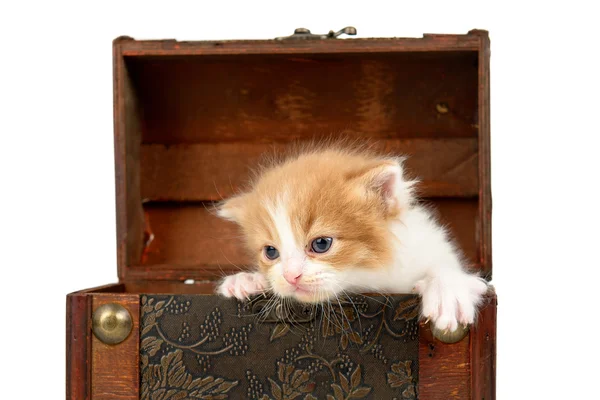 Γατάκι σε ένα κουτί — Φωτογραφία Αρχείου